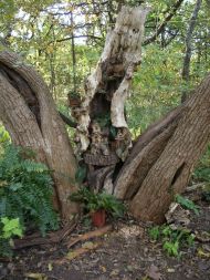 Little House in a Tree Arboretum