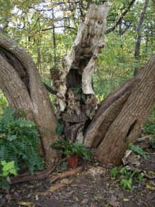 Little House in a Tree Arboretum