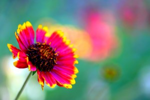 Luminous Consciousness Robin Morlock