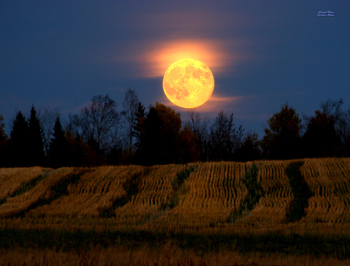 Harvest Moon over the fields